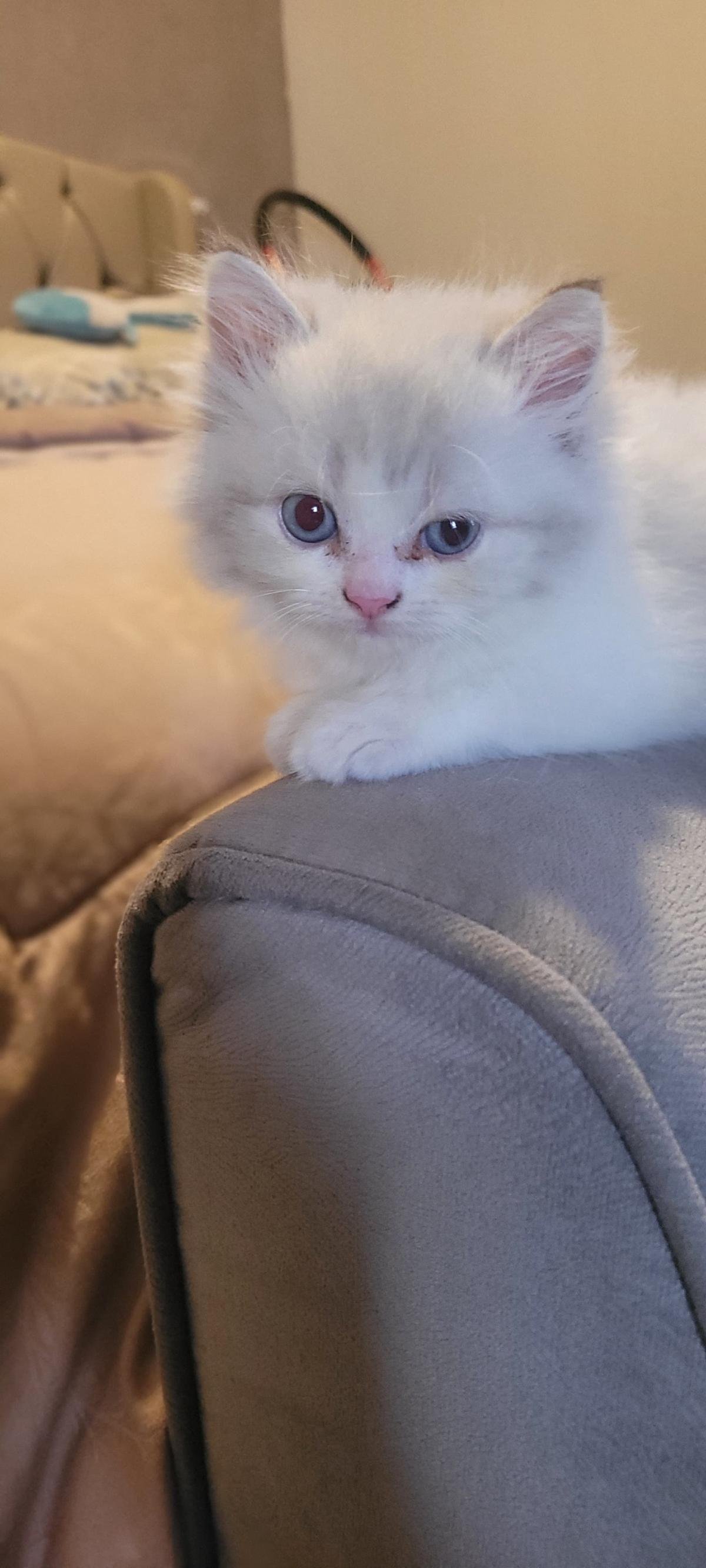 MOLLY